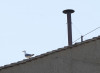 Segnali di fumo