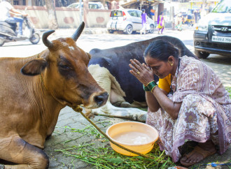 India. Aggrediti sette cristiani accusati di aver ucciso una mucca
