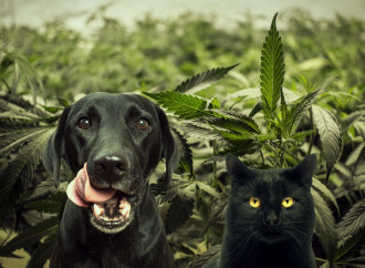 Cannabis per cani e gatti, tanto per sdoganare un po'