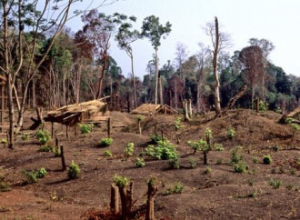 La Cambogia ha perso il 26% delle sue foreste