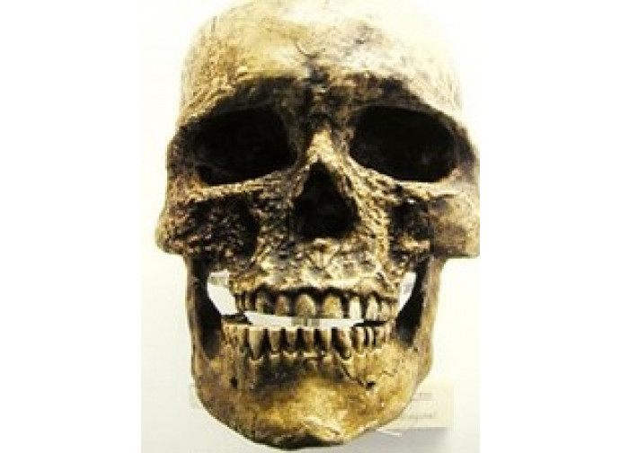 Cranio di uomo di Cro-Magnon