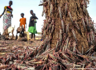 Nuove generazioni di locuste stanno devastando l’Africa orientale