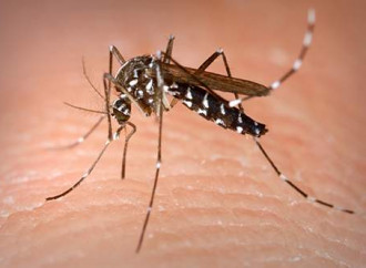 Oltre al Covid-19, la dengue dilaga in America Latina