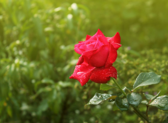 Bella come una rosa (foto licenza CC0, da PxHere)