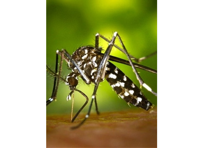 La zanzara portatrice del virus Zika