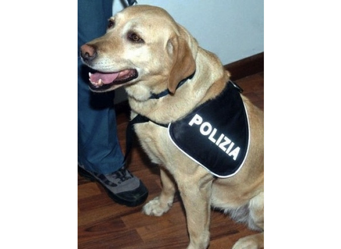 Un cane "poliziotto"