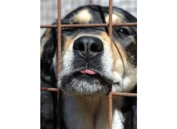 Cane nella gabbia di un canile