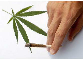 Cannabis, cascano tutti i pretesti della legalizzazione