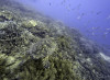 La Grande Barriera Corallina non sta morendo. Lomborg contro l'allarmismo