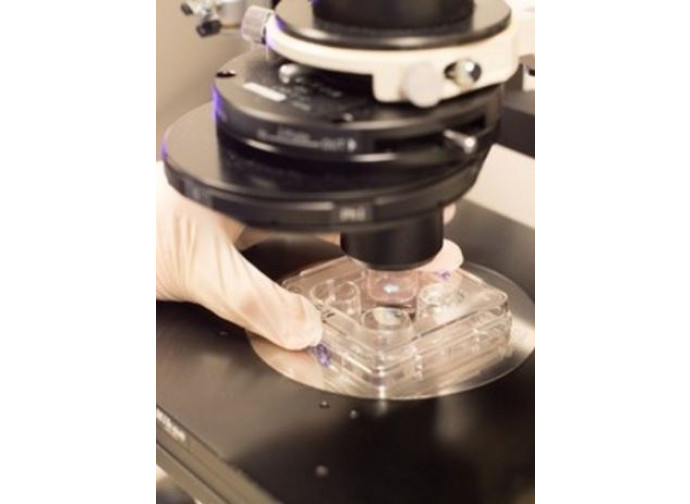 L'osservazione al microscopio di un embrione