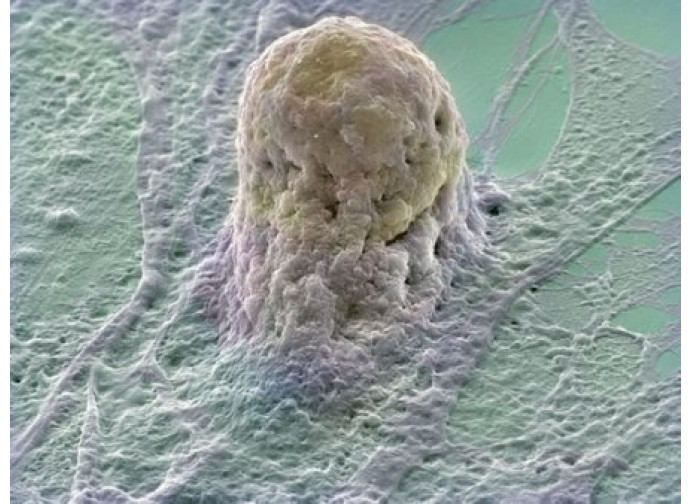 Un embrione