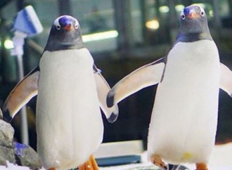 Pinguini gay, basta la natura a smontare la bufala