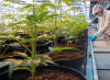 Cannabis, un tutorial sul web insegna a violare la legge