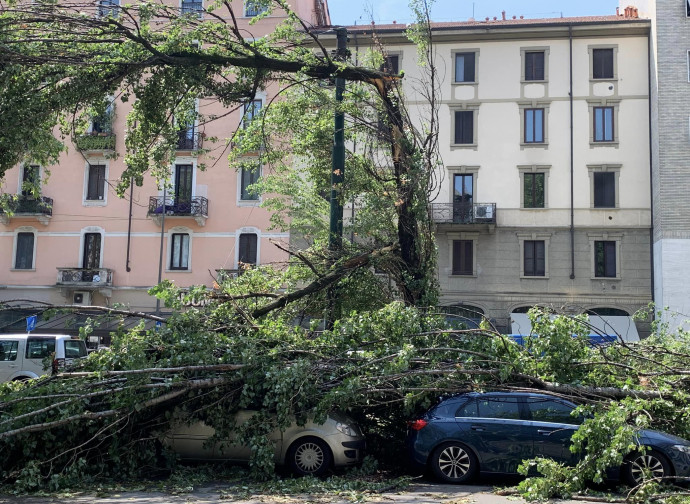 Milano, alberi abbattuti dalla tempesta del 24 luglio
