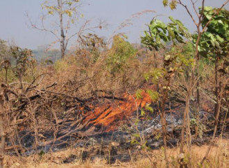 La foresta tropicale africana brucia, o forse no
