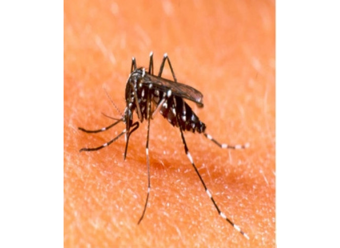 La zanzara portatrice del virus