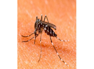 Mal d'Africa: allarme per il virus Zika nelle Americhe